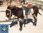 Zalisne Sights | Donkey Farm | Miracle Donkey