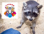 Kiev Sights | Petting Zoo Raccoon Сountry