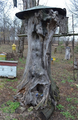 In Bayev of Lutsk region was opened Museum of Honey of Volyn Beekeeping