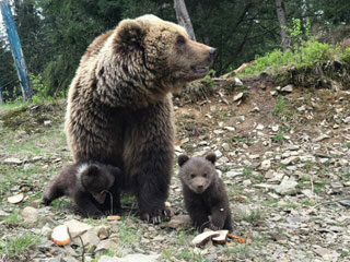 Brown Bear Cubs were born in Rehabilitation Center of Brown Bear