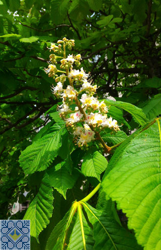 Kiev Chestnuts Flowering Season start on 1st of May 2017