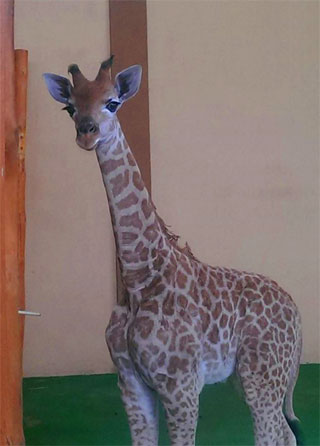 Giraffe Baby Vitalik was born on 12.10.2017 in Zoo 12 Months