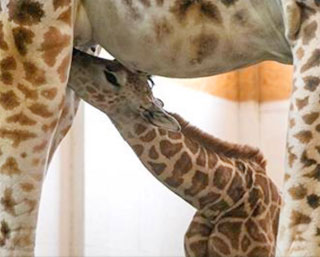 In Odessa Biopark was born Rothschild Giraffe Anseniy
