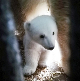Polar Teddy Bear first pictures in Mykolaiv Zoo