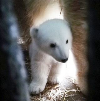 polar bear teddy bears