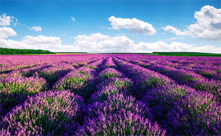 Park Kazkovi Polya invites for Lavender Flowering on 19.06.2021