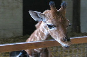 In Safari Lion Park Taigan on 25th of May 2013 was born first giraffe-baby named Zanzibar