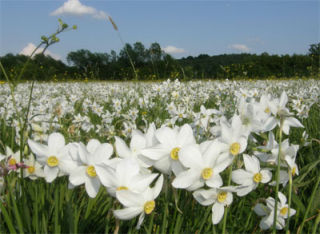 The start of mass flowering of narcissus in Daffodils Valley is expected to be on 9th of May 2013 in Kireshi, Khust district, Ukraine