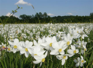 Mass flowering of narcissus in Daffodils Valley | 1.05-9.05.2014