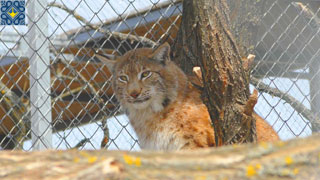 Beremytske Nature Park | Lynx