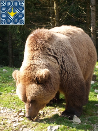 Synevyr Sights | Brown Bear Rehabilitation Center | 19 bears