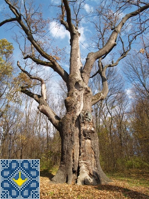 Ukraine Buda Sights | Maksym Zaliznyak Oak | 1100 Years Old Oak