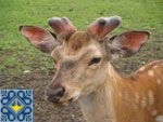 Lipcha Sights | Deer Farm