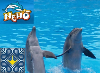 Kiev Sights | Dolphinarium Nemo | Swimming with Dolphins