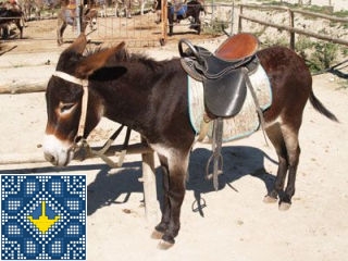 Ukraine Zalisne Sights - Donkey Farm - Miracle Donkey