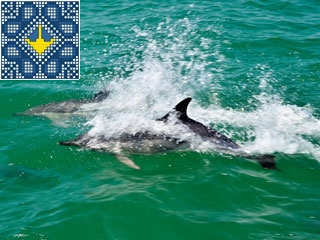 Dzharylhach Tour Dolphins