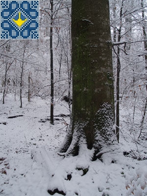 Primeval Beech Forests of Carpathians | Carpathian Biospere Reserve