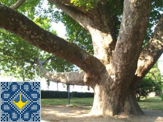 Ukraine Alushta Sights - Plane Tree-Dinosaur - Staheev Villa Otrada