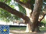 Alushta Sights | Plane Tree-Dinosaur | Staheev Villa Otrada