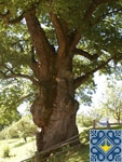 Stuzhytsya Sights | Grandfather oak
