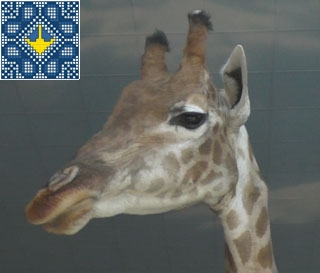 Demydiv Sights | Zoo 12 Months | Giraffe