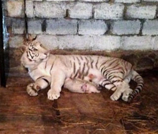 In Yalta Zoo on 1st of June 2013 were born three white baby-tigers of white tigress Tigryulya